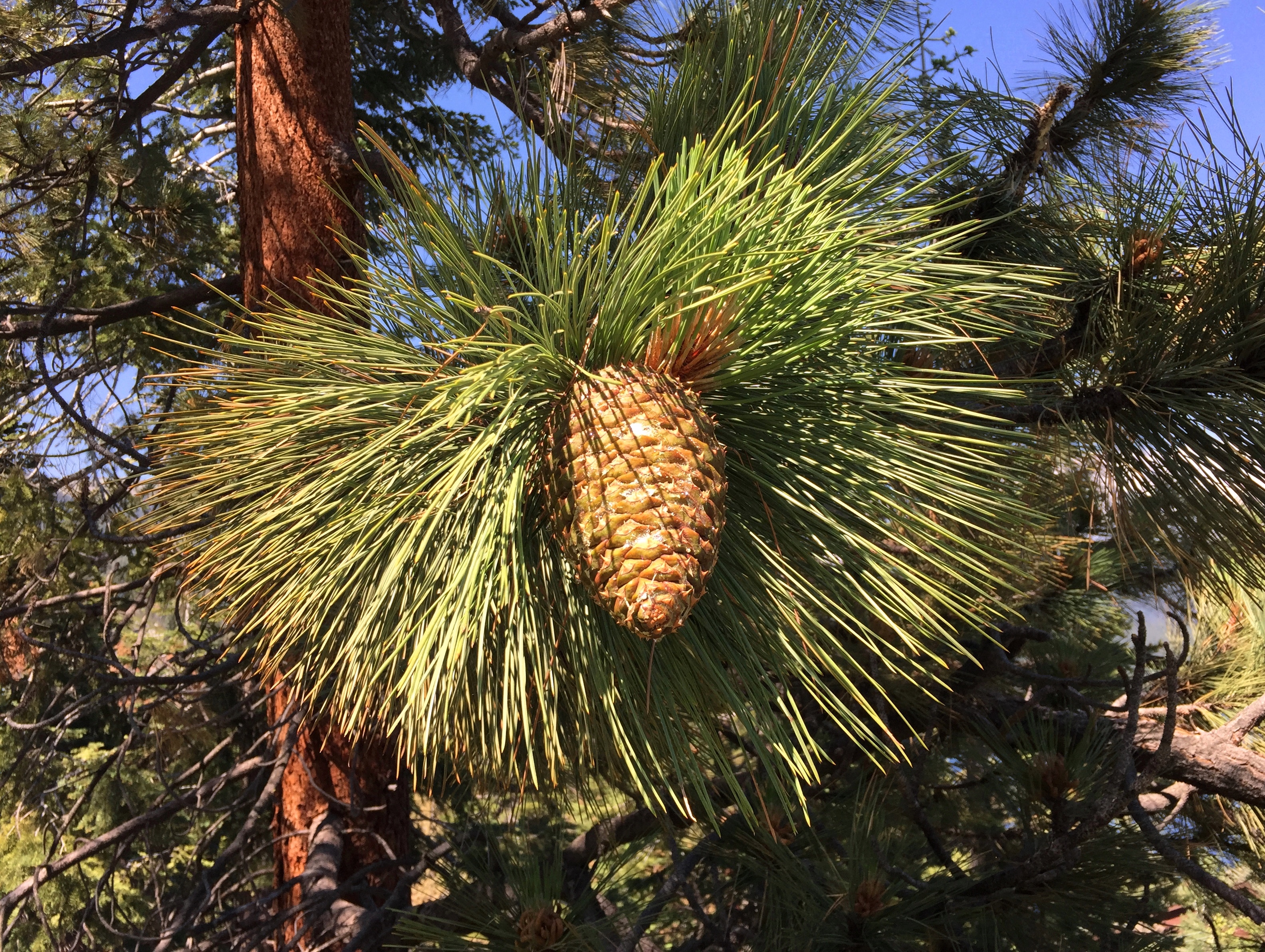 pine cone